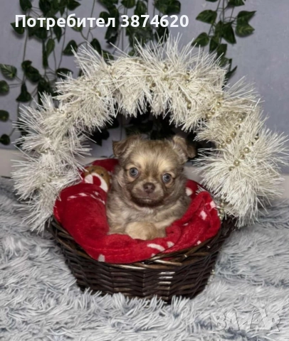 чихуахуа момченца, снимка 9 - Чихуахуа - 52675923
