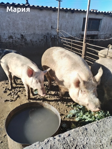 Продавам домашно гледни прасета, снимка 2 - Прасета - 52512973