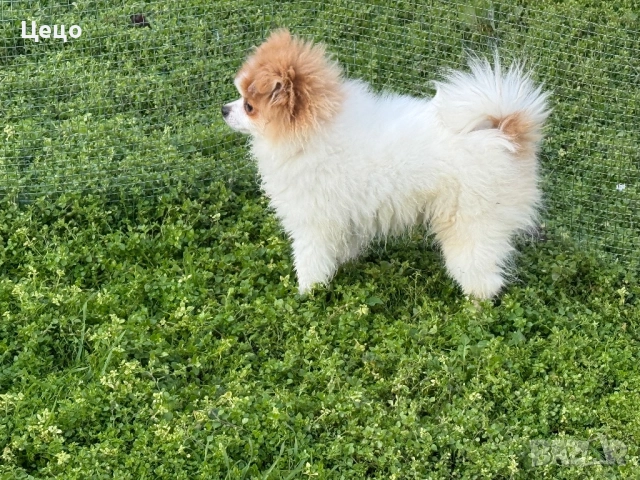 Померан момче , снимка 4 - Померан - 52790454