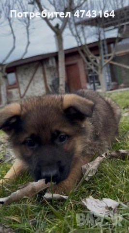 Чистокръвни Немски Овчарки, снимка 12 - Немска овчарка - 53542207