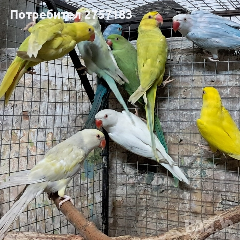 продавам папагали малак александар