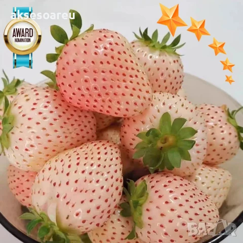 100 семена от плод бяла ягода органични плодови ягодови семена от вкусни ягоди отлични плодове, снимка 5 - Сортови семена и луковици - 50618986