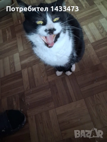 Хубавата Адолфина търси дом , снимка 2 - Други - 53648498