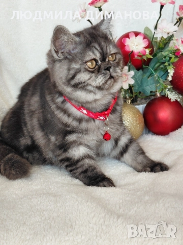 Персийско екзотично момиче. , снимка 4 - Персийска - 52690091