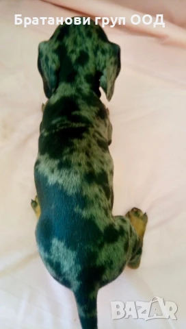 Мини Дакел блу мерле, снимка 3 - Дакели - 50458058