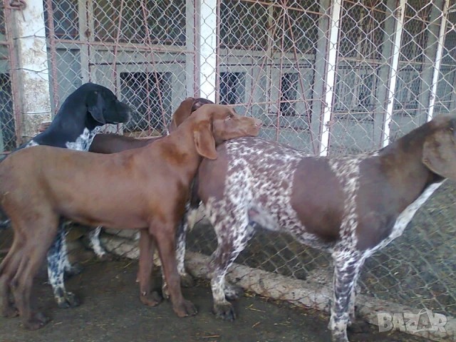 Елитни курцхаари на 6 и 7 месеца , снимка 3 - Курцхаар - 50896423