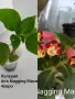 Сортови колерии,еписция и др., снимка 7