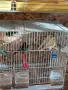 Продавам канарчета!, снимка 8