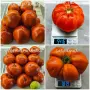 Семена от стари селски сортове домати,краставици и други, снимка 4