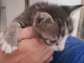 Вземете своето малко котенце подарък, снимка 8