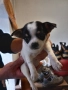 чихуахуа , снимка 3