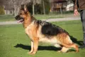 Kennel von Haus Evelin , снимка 1