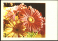 Пощенска картичка Цветя, Гербери 1981 от СССР, снимка 1 - Филателия - 36226651
