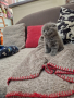 Шотландски клепоухи котета , снимка 5