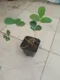 Продавам расат бяла Ягоди в кофичка, снимка 2