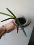 Хоя, hoya insularis, снимка 4