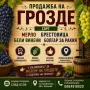 ПРОДАЖБА  ПРОДАЖБА НА ГРОЗДЕ В ГОЛЕМИ КОЛИЧЕСТВА, снимка 1