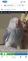 Продавам рядък син Александрийски папагал 🦜💙, снимка 2