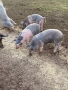 Продавам малки прасета, снимка 1