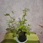 Лечебна Дебела Мара комплект , снимка 12
