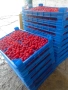 Продавам малини херитидж ., снимка 2