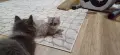 Персийски котета, снимка 16