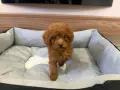 Той Пудел Момиче / Toy Poodle Girl, снимка 1