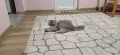 Персийски котета, снимка 17