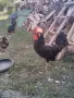  Петел Черен Легхорн Leghorn, снимка 2