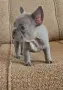 Френски булдог !!!, снимка 12