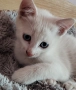 котенца бели,4 мес, снимка 8