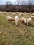 Продавам овце , снимка 5