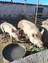 Продавам домашно гледни прасета, снимка 2