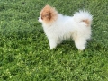 Померан момче , снимка 4