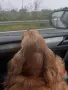 кокер шпаньол чистокръвно момче, снимка 11