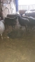 Продавам агнета, кочове и овце, снимка 4