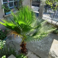 Продавам палма "Вашингтония", "Вашингтон", снимка 3 - Стайни растения - 38726415