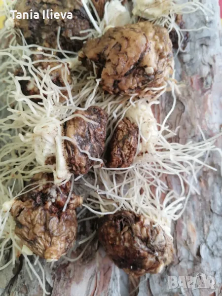 Продавам пресен корен змийска хурка , снимка 1