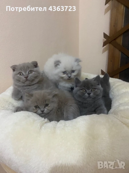 Чистокръвни шотландски котенца, снимка 1