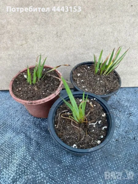 Сисиринхиум разсад , снимка 1