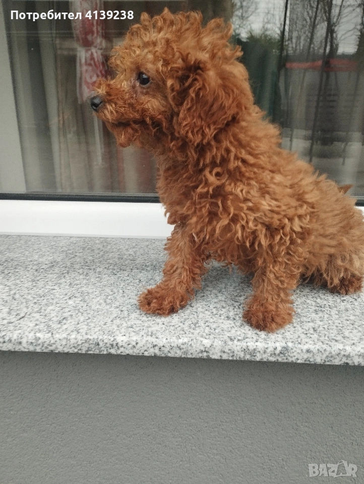 Той пудел , снимка 1