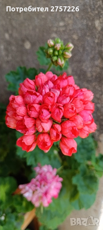 Сортови мушката, снимка 1