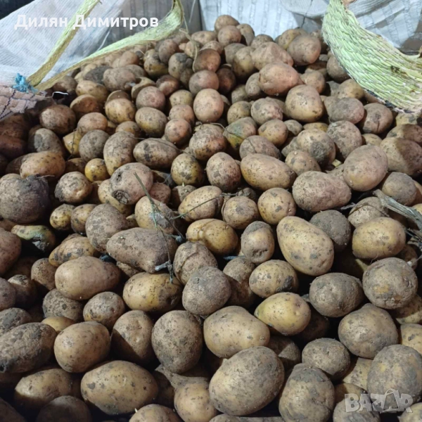 Продавам семе Сорая масов посев 0.25лв/кг, снимка 1