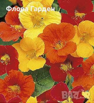 СЕМЕНА - Цветя едногодишни, снимка 1