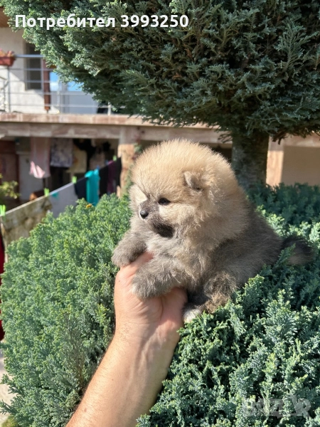 Мини померани , снимка 1