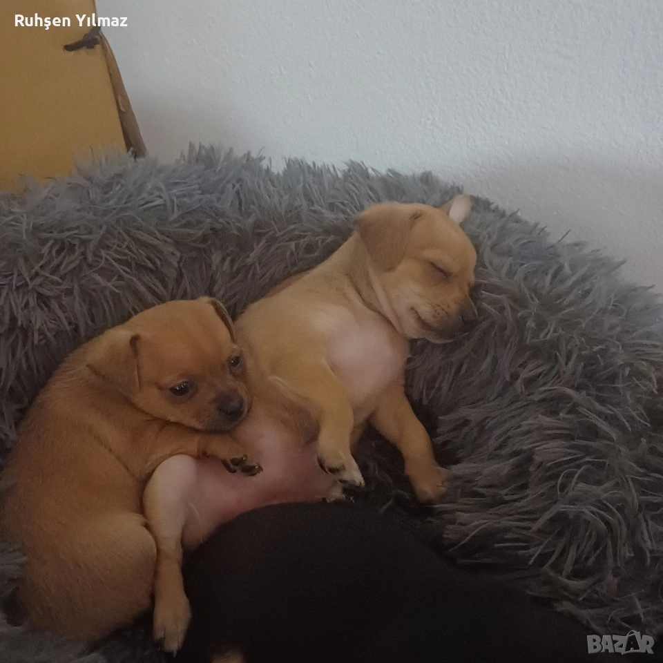 Продавам 4 пинчера на 40 дена 3 женски 1 мъжко , снимка 1