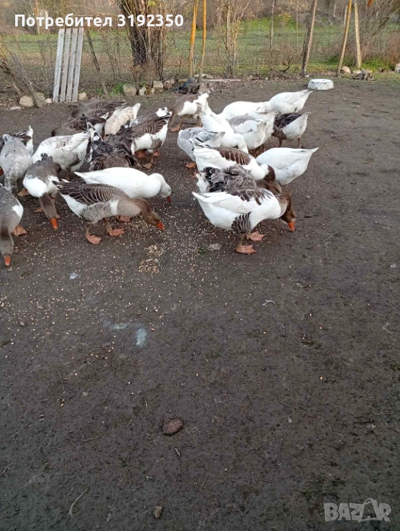 Продавам гъски свободно отглеждани., снимка 1