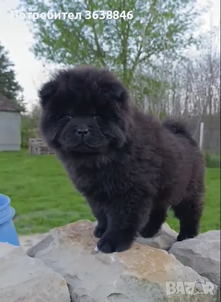 Чау чау, снимка 1