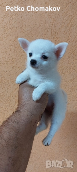 чихуахуа , снимка 1