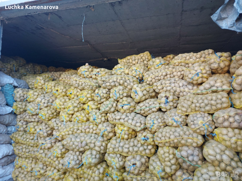 Продавам картофи за консумация и семена тази". , снимка 1